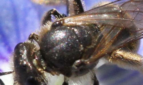 Lasioglossum sp.